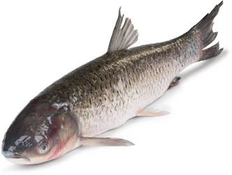 Amur bílý živý 1 ks