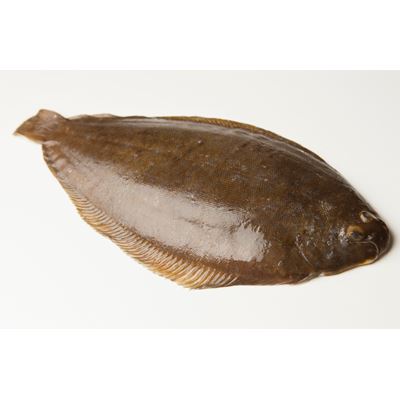 Mořský jazyk Senegalský chlaz. 400 - 600 g