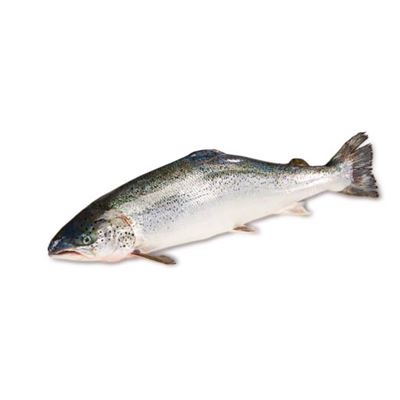 Losos obecný chlaz. 2 - 3 kg