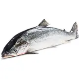 Losos chlaz. 1 - 2 kg