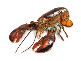 Humr americký Chix chlaz. 400 - 600 g