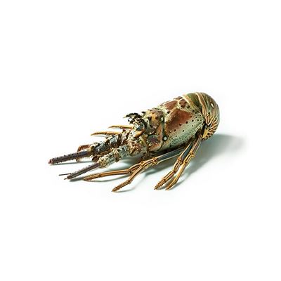 Langusta celá syrová mraž. 460/520 g