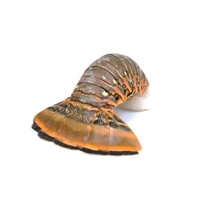 Langusta ocasy mraž. 450/560 g