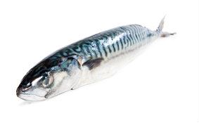 Makrela nekuchaná 200-400 g/ks mraž. 6 kg