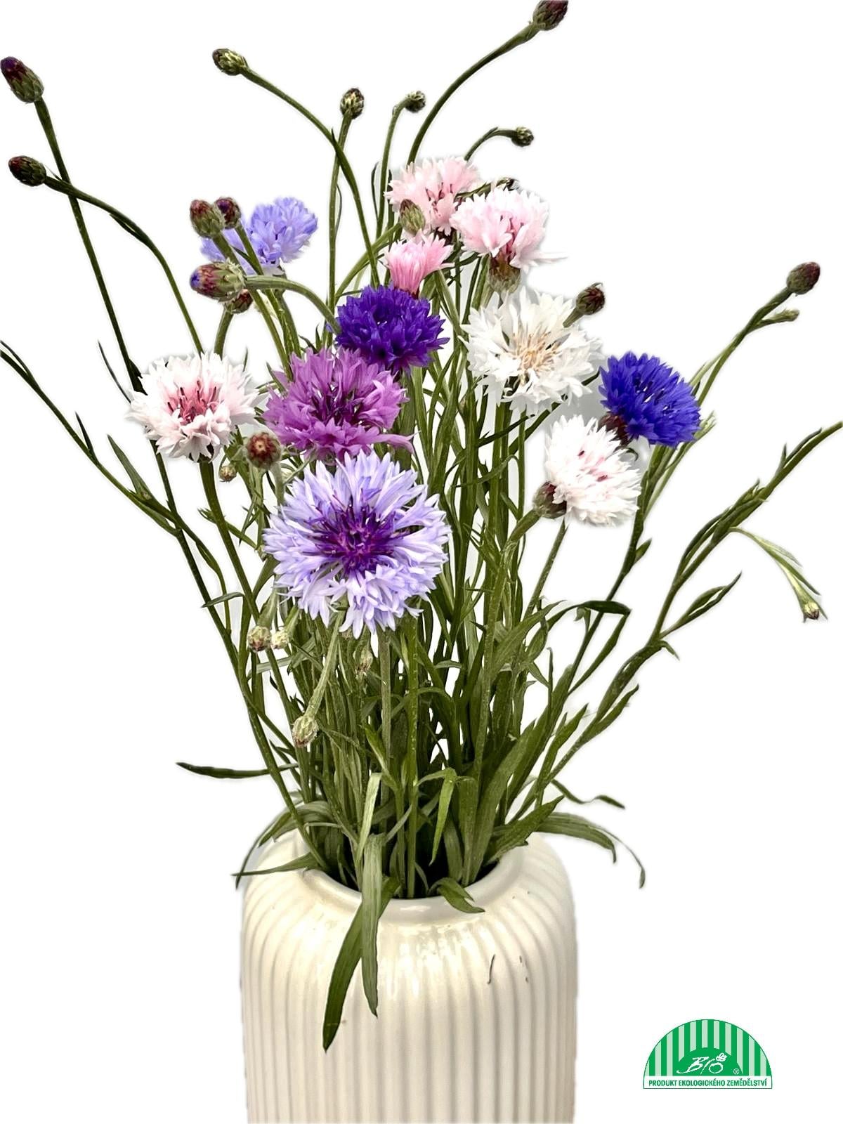 Vitenplant BIO Kytice chrpy Rainbow mix