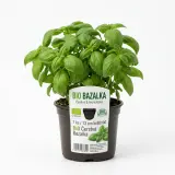 Bazalka 13 cm BIO čerstvá 1 ks květináč