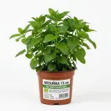Meduňka 13 cm BIO čerstvá 1 ks květináč