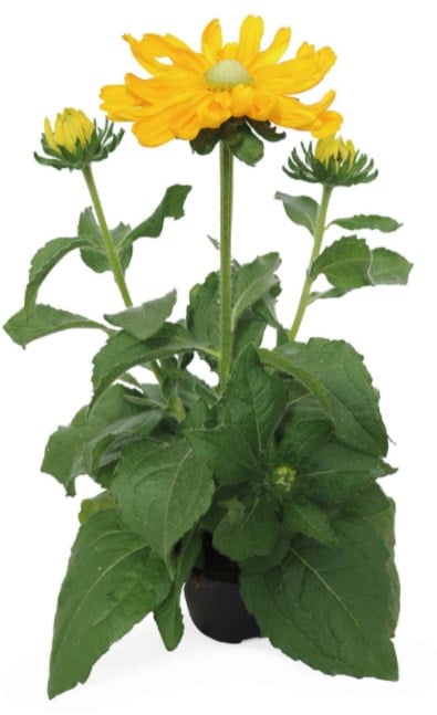Rudbékie Ø květináče 17 cm