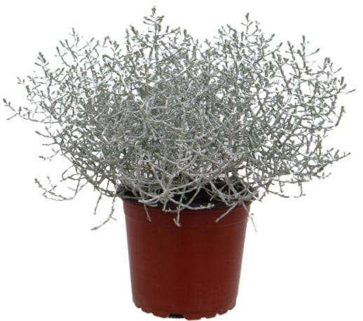 Drátovec (Leucophyta) Ø květináče 10,5 cm
