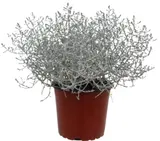 Drátovec (Leucophyta) Ø květináče 10,5 cm