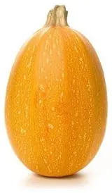 Tykev (dýně) Špagetová