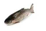 Pstruh duhový kuchaný 10% glazura 200-250 g mraž. 5 kg
