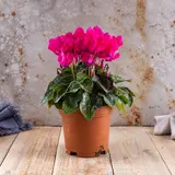 Brambořík - Cyclamen, průměr květináče 10 cm